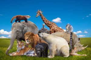 Lista de voces de animales